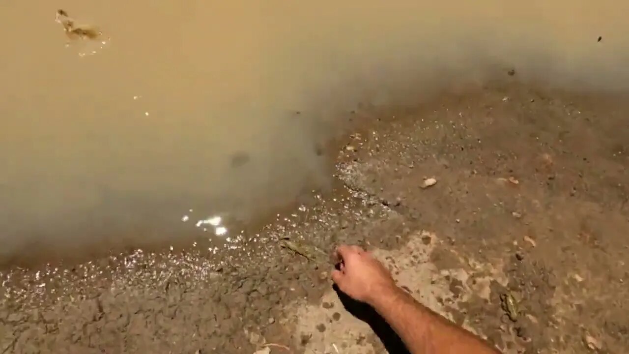 CATCH and COOK wheat belt YABBYs, CRAWFISH, CRAWDADs~9