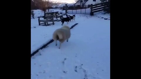 That's a weird dog