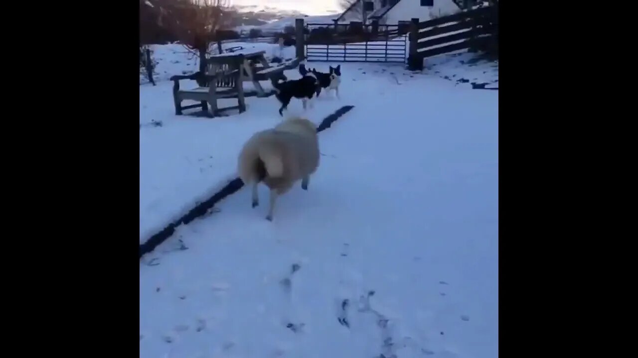 That's a weird dog