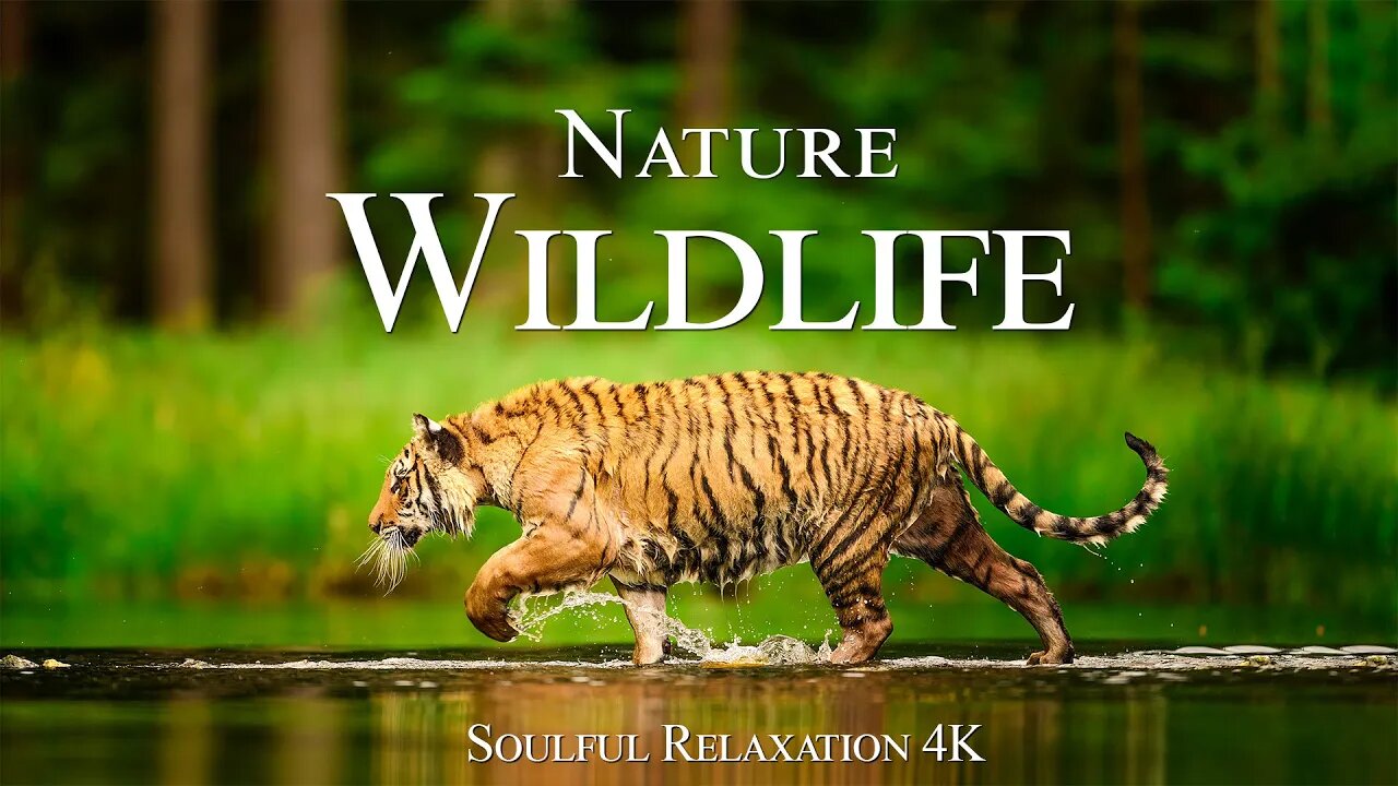 Nature Wildlife 4K - Beautiful Relaxation Wildlife Film With Inspiring Music