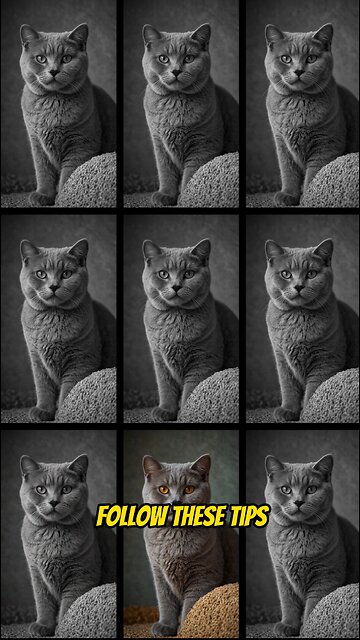 How to Take Care of Cats Like a Pro! 🐱💡 (Essential Tips for Every Cat Owner)