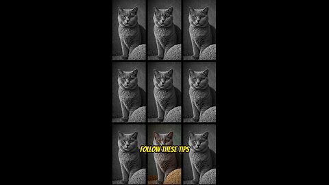 How to Take Care of Cats Like a Pro! 🐱💡 (Essential Tips for Every Cat Owner)