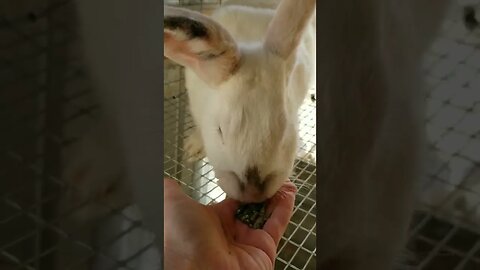 #bunnies #farmanimals #cuteanimals #babyanimals #homesteading #farmlife #homesteadlife #springtime