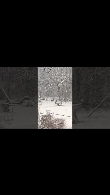 Wild Turkeys in the Snow