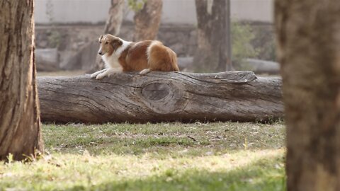 Dog jumping off a log.