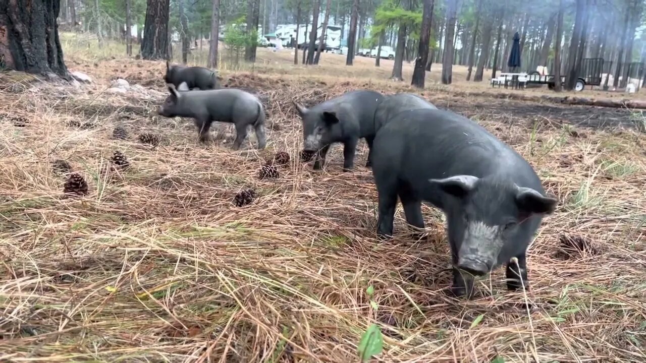 6 week old baby piglets roaming the forest