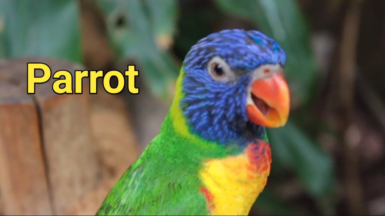 Cute bird Parrot