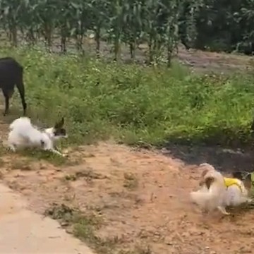 Dogs meet goats for the first time, hilarity ensues