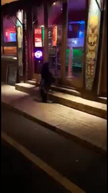 WATCH: Seal ditches the ocean and hits up Blaauwberg pub (D8B)