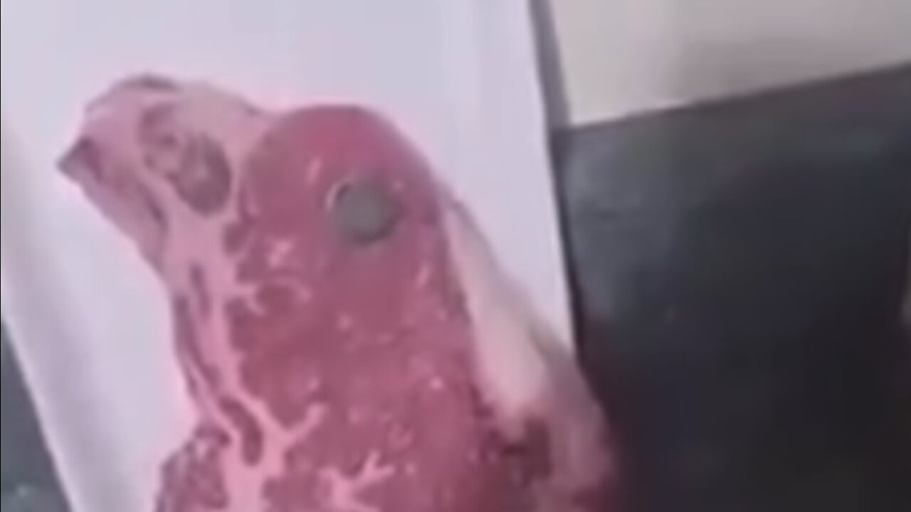 MAGNETIC MEAT MAGNET STICKING ON MEATS