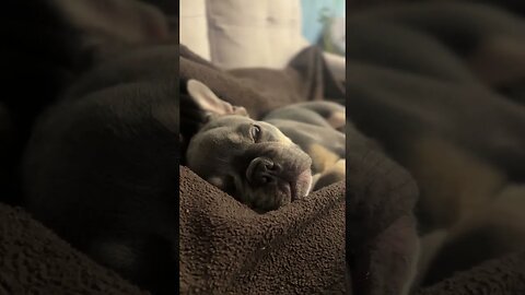 French Bulldog snore