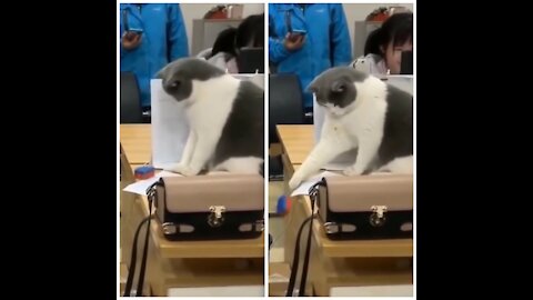 Cat Throwing Rubber On The Floor And Not Leaving On The Table.