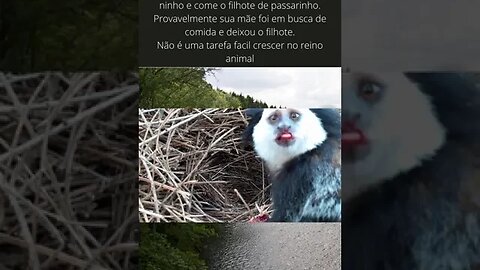 Sagui fofinho come filhote de passarinho em seu ninho