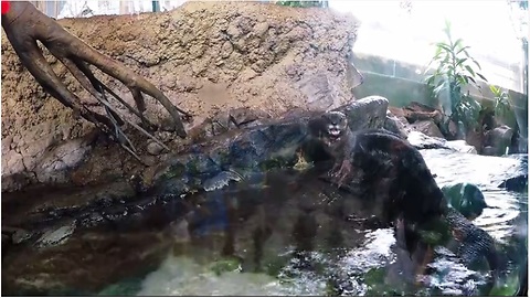 Playful sea otters show off underwater acrobatic skills