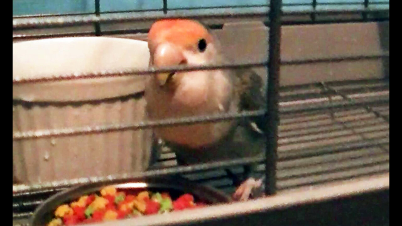 IECV PBV #90 - 👀 Buttercups New Cage, Peanut Had A Egg, The Boys, The Last Video Of Sparky 9-13-2018