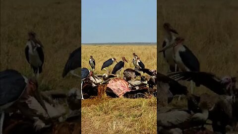 Vultures Clean Up A Buffalo #shorts