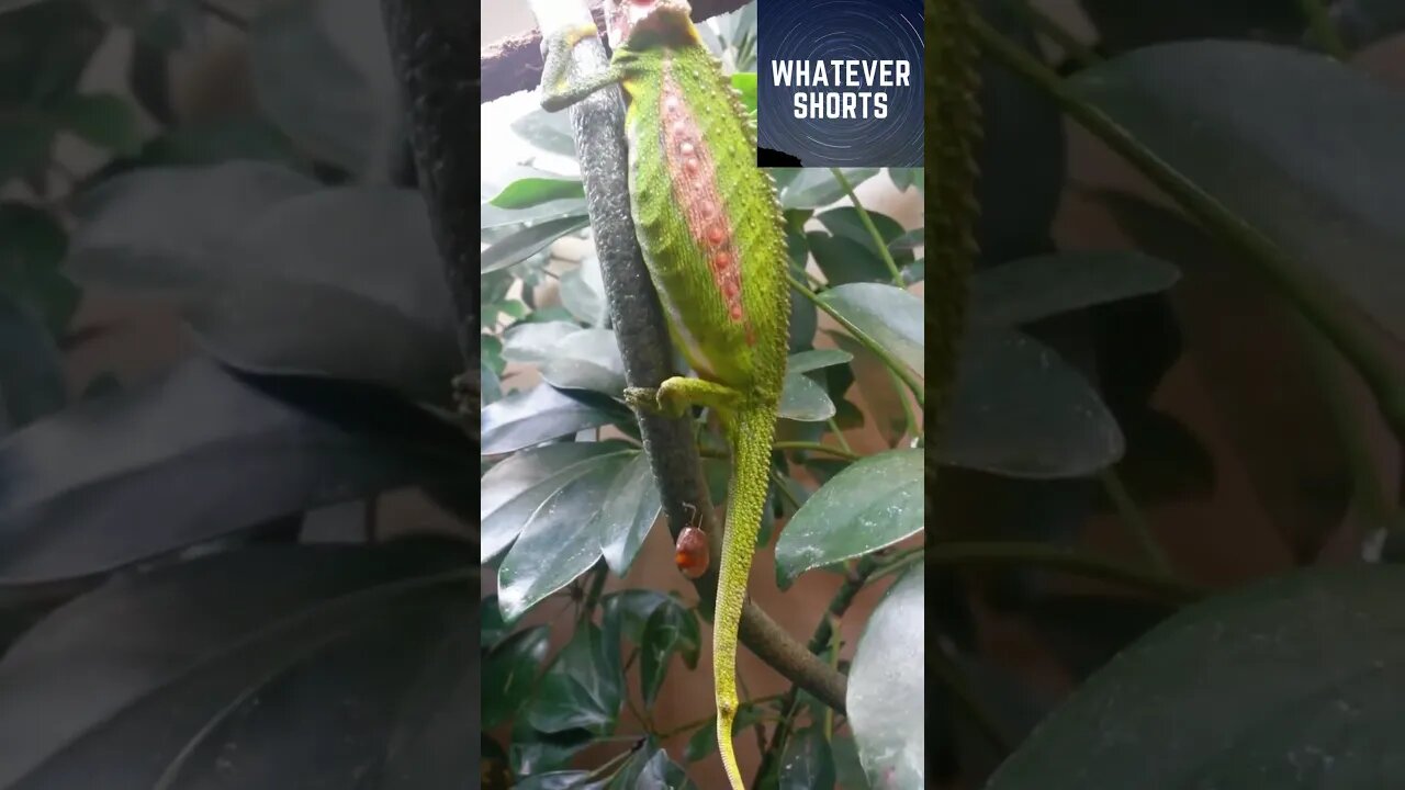 Chameleon giving birth #shorts #animals #reptile #chameleon #baby