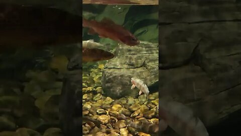 lake trout and sturgeon, Pineknoll shores aquarium