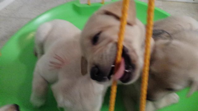 Labrador puppies play on a doggy swing