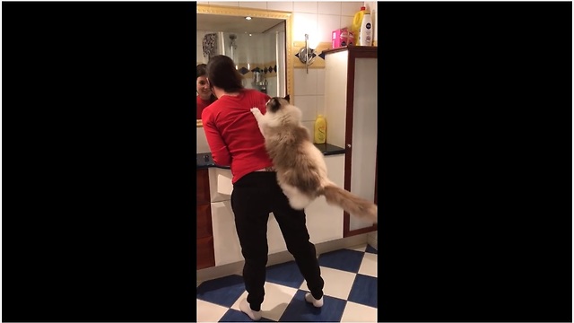 This Gorgeous Cat Likes To Use Her Owner As A Climbing Tree