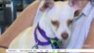 Father's Day dogs at Gulf Coast Humane Society in Fort Myers