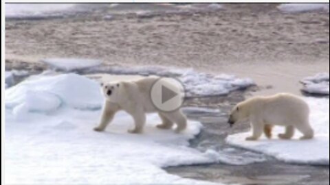 In Search of Svalbard's Polar Bears