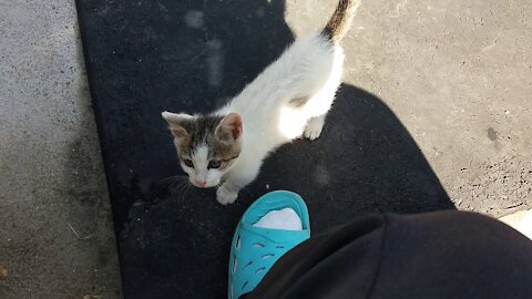 I'm playing Someone appeared.(44day old cat - part3)
