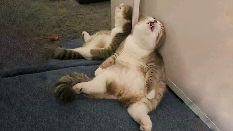 Super Lazy Cat lol