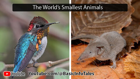 The World’s Smallest Animals Discover Tiny Creatures Like Never Before