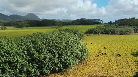 Incredible views of Hawaii's tropical islands !!!! 38