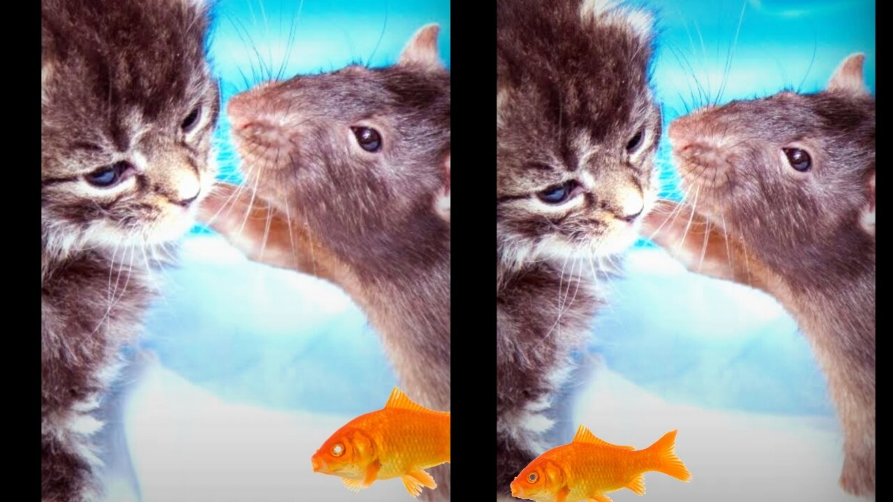 Cat & Rat Very Confused After Looking Fish