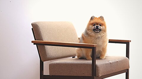 A Dog Sitting on the Chair