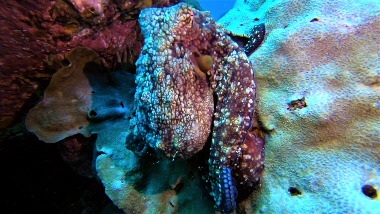 Octopus emerges from his lair in front of thrilled scuba diver