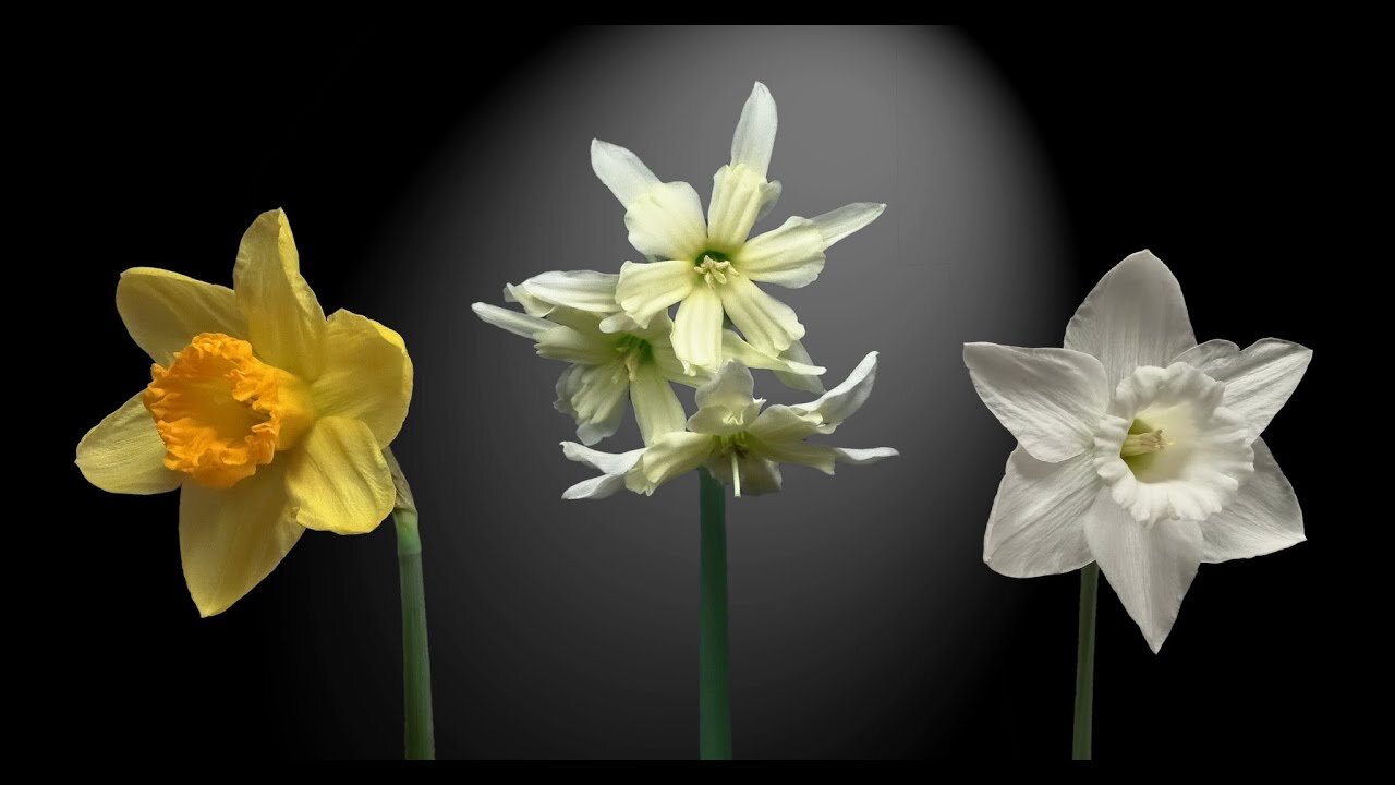 Narcissus | Daffodils Time-Lapse 4K | 水仙