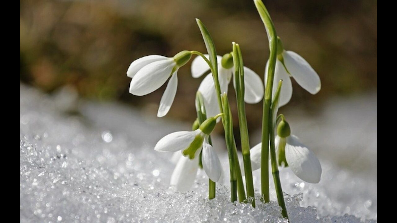 Imbolc sermon - the midpoint between Solstice and Equinox