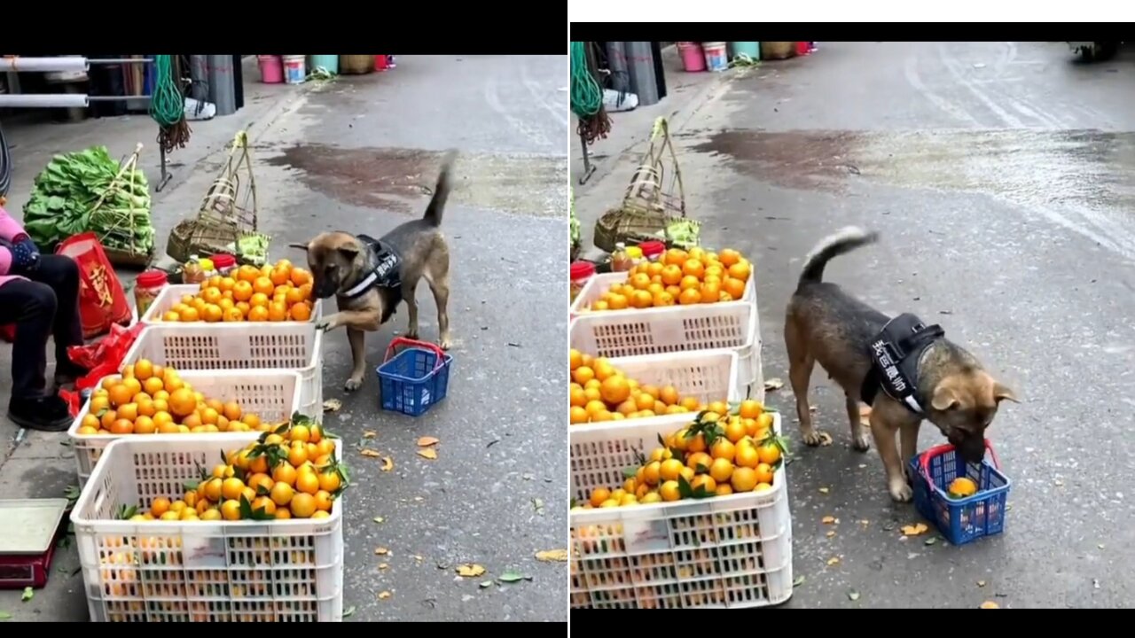 Trained German shepherd dog is doing shopping