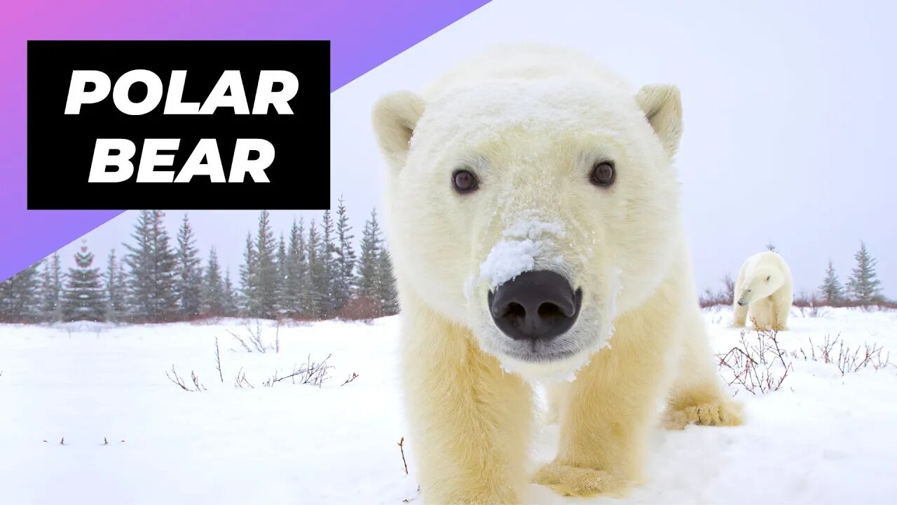 Polar Bear 🐻‍❄️ One Of The Tallest Animals In The World #shorts