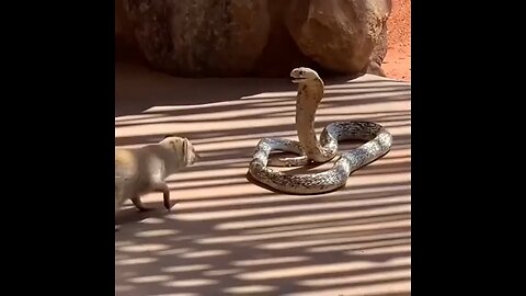 snake or mongoose fight🦦🪱