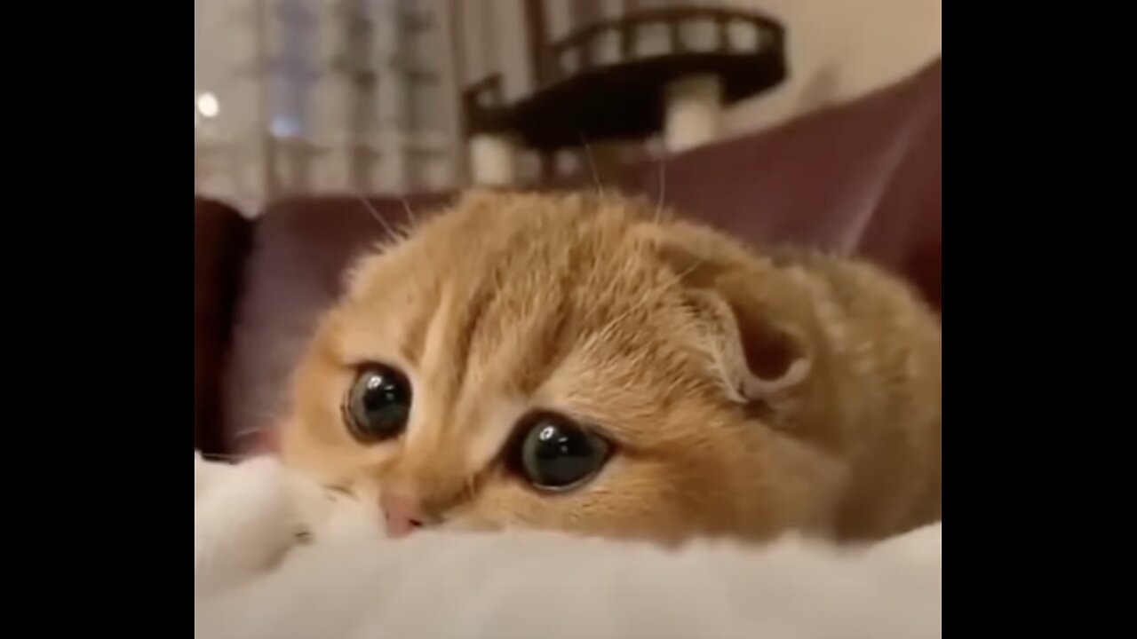 Funny cats 😂😹