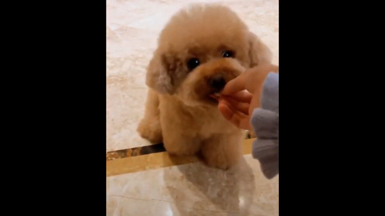 Tik Tok Has Cute Puppies and Dog Videos Compilation