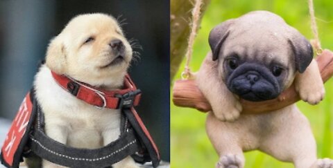🤣 Funniest 🐶 Dogs TikTOK -😀 😃 😄 😁 😆 😅. Awesome Funny Pet Animals Life Videos 😇