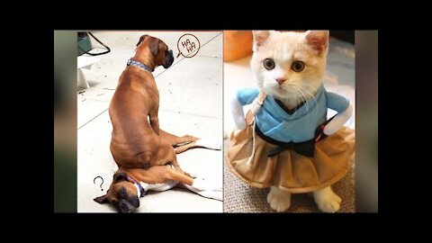 Funniest animal videos - Try not to laugh with these Funny Animal's video Compilation