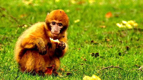 Best Monkey Moments। Cut monkey। Cat video