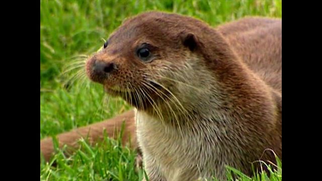 Otters Return To The English Countryside