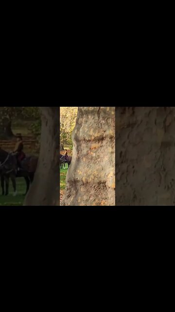 Royal horse running loose #greenpark