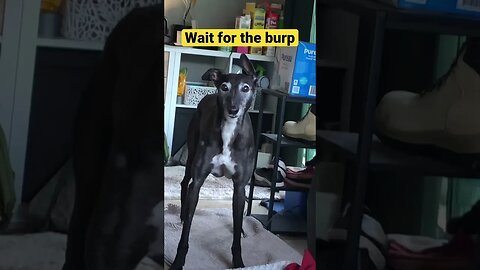 Greyhound barks then burps