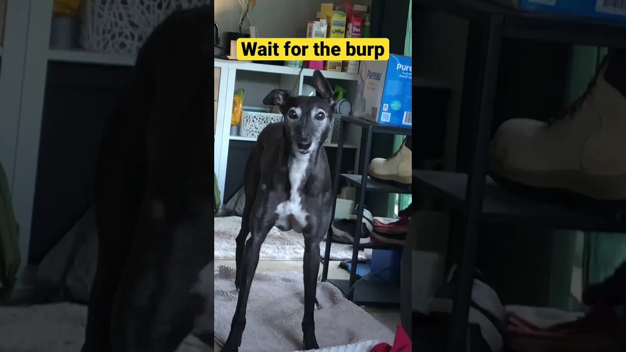 Greyhound barks then burps