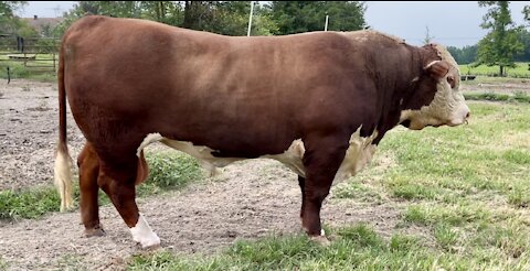 Registered Hereford Bull “REMINGTON 416G”