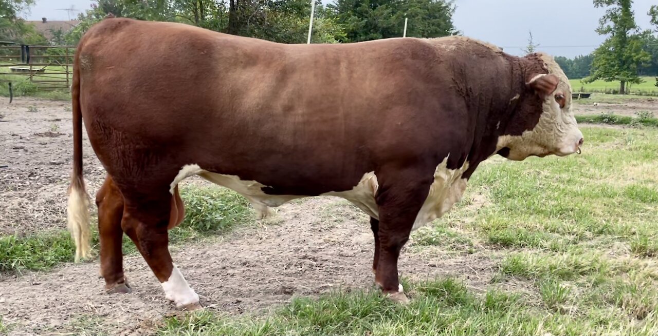 Registered Hereford Bull “REMINGTON 416G”