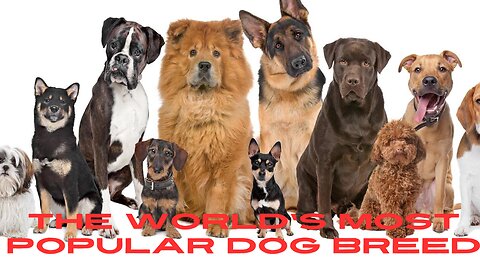The World's Most Popular Dog Breed